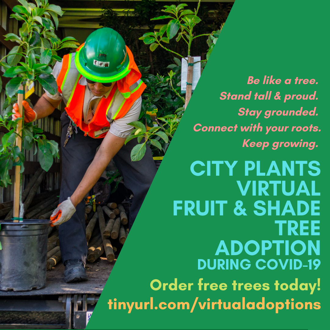 City Plants Yard Tree Adoptions